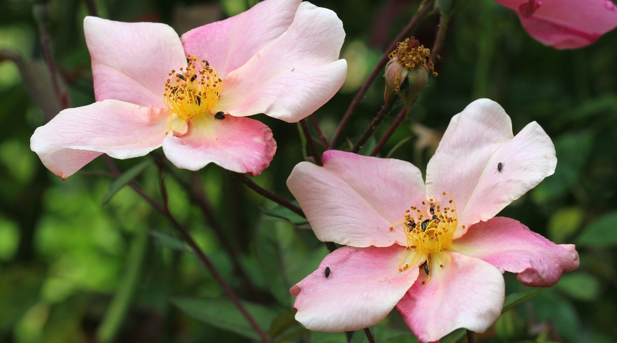 Close-up of two blooming flowers of Rosa ‘Mutabilis’ against a blurred backdrop of a garden. The flowers are single-petalled, medium in size, showing a spectacular color changing effect. They start with a soft yellow or pink hue and gradually progress to shades of orange, raspberry and deep red as they mature.