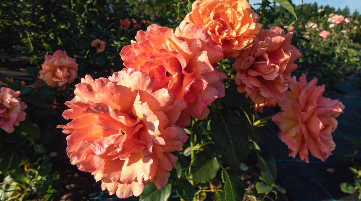 Close-up of blooming ‘Easy Does It’ roses in a sunny garden. Each medium sized flower showcases a charming mix of coral, peach pink and yellow. The petals are slightly ruffled and have a velvety texture that gives the flowers depth and volume.