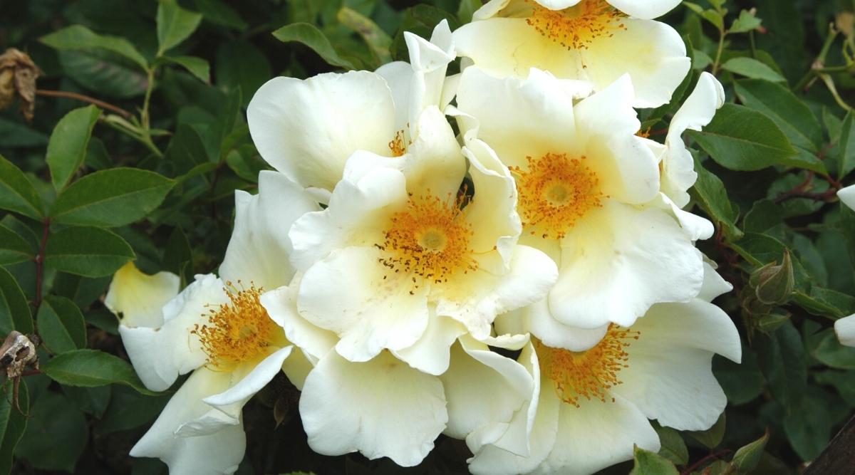 Close-up of a flowering Rosa ‘Mermaid’ plant in a garden, against a backdrop of lush dark green foliage. The foliage is compound, consisting of oval dark green leaflets with serrated edges. Rosa ‘Mermaid’ produces gorgeous and attractive flowers. They are large and open, with saucer-sized petals that create a charming look. The flowers are a soft, antique yellow that exudes warmth and elegance.