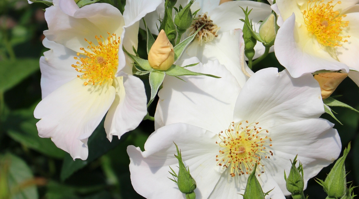 A close-up of a flowering Rosa ‘Sally Holmes’ reveals a stunning bush with graceful presence. The plant features lush green foliage, characterized by glossy leaves with serrated edges. The flowers of ‘Sally Holmes’ are large and captivating, consisting of several layers of semi-double petals. These petals display a soft and delicate shade of light white and pink, creating a charming and elegant appearance. Golden stamens emerge from the center of each flower, adding a touch of beauty and refinement.