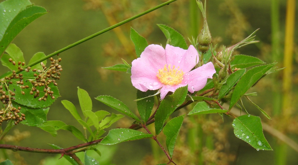 Close-up of a blooming Rosa palustris in a garden, against a blurred green background. The flower is medium in size, pale pink in color, consists of five slightly wavy petals and bright yellow stamens in the center. The leaves are dark green, compound, composed of oval leaflets with serrated edges. Leaves and flower are covered with water drops.