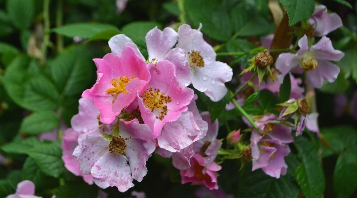 Close-up of a flowering Rosa setigera bush in a garden, covered with water drops. The flowers are solitary, medium in size, charming, with five delicate petals, the color of which varies from soft pink to pale pink. The leaves of Rosa setigera are deciduous and pinnate, dark green in color, composed of five to seven oval-shaped leaflets with serrated edges.