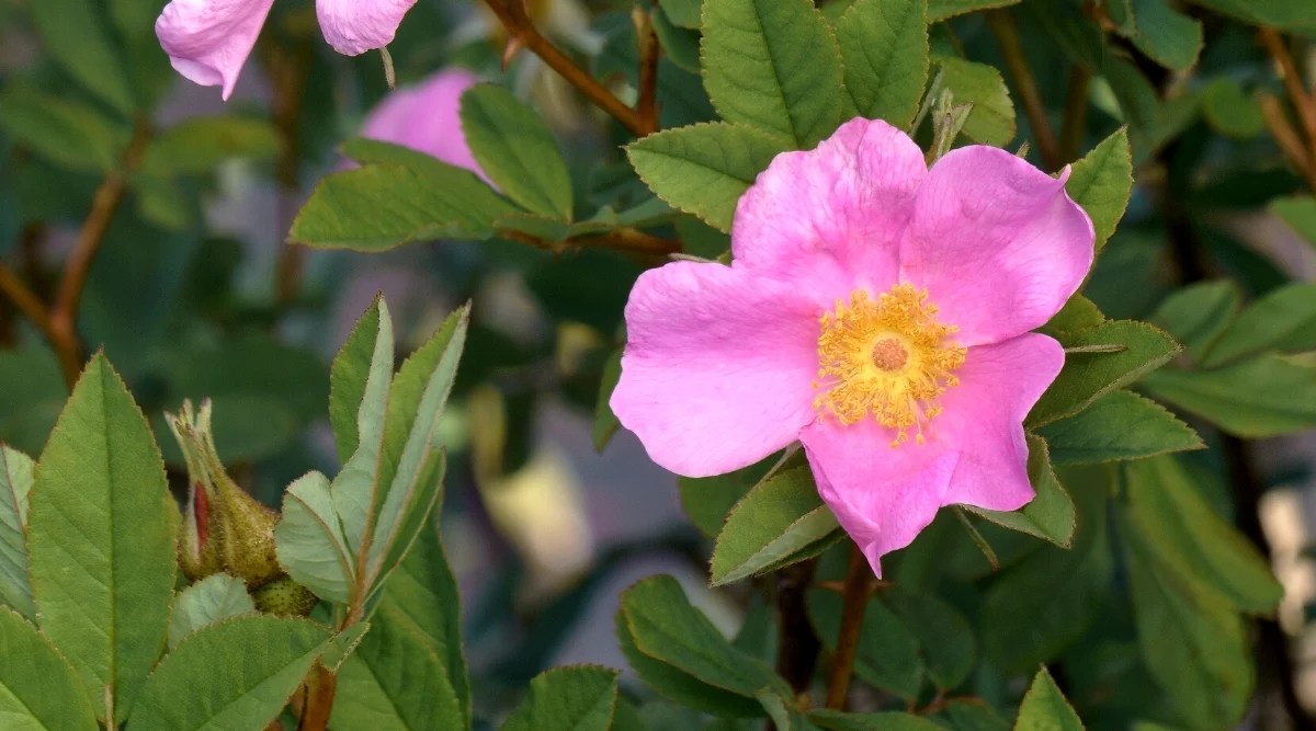 Close-up of a blooming Rosa virginiana in a garden. The flowers are medium sized and attractive, with five delicate petals in a delicate purple-pink color, with prominent golden stamens in the center. The leaves are deciduous and compound, consisting of five to seven oval-shaped leaflets with notches along the edges. The foliage is lush, deep green, making an attractive backdrop for the vibrant flowers.
