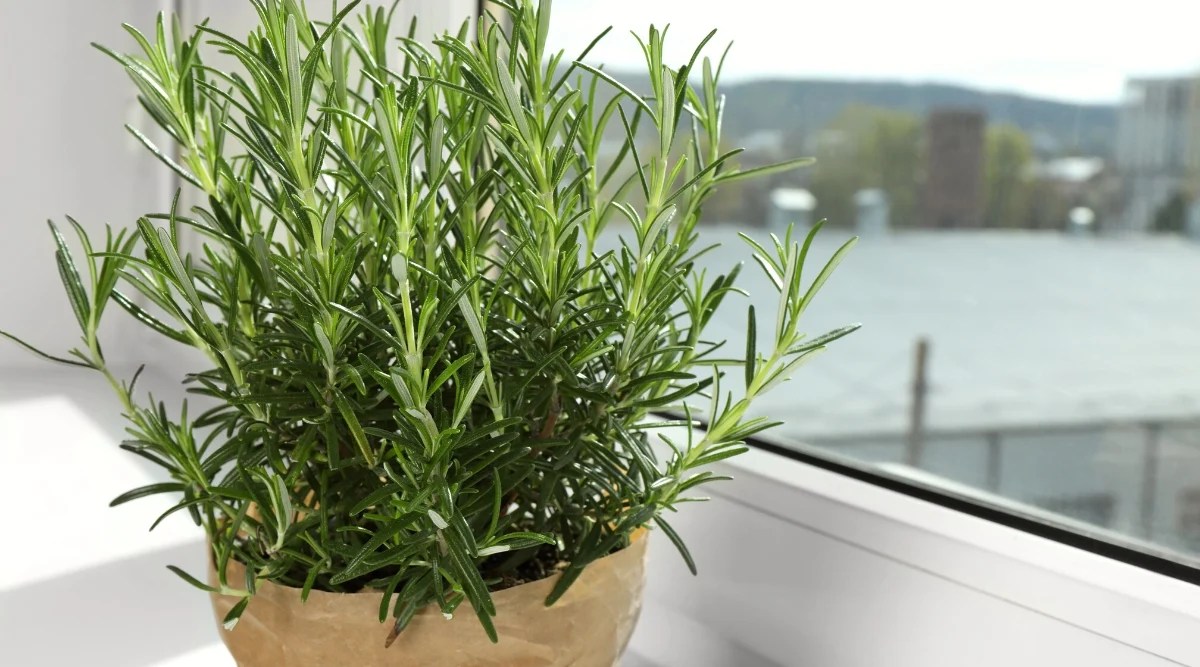 Close-up of a growing rosemary on a light windowsill. Rosemary is an evergreen perennial plant with narrow, needle-like, dark green leaves. They are leathery in texture and have pointed tips.