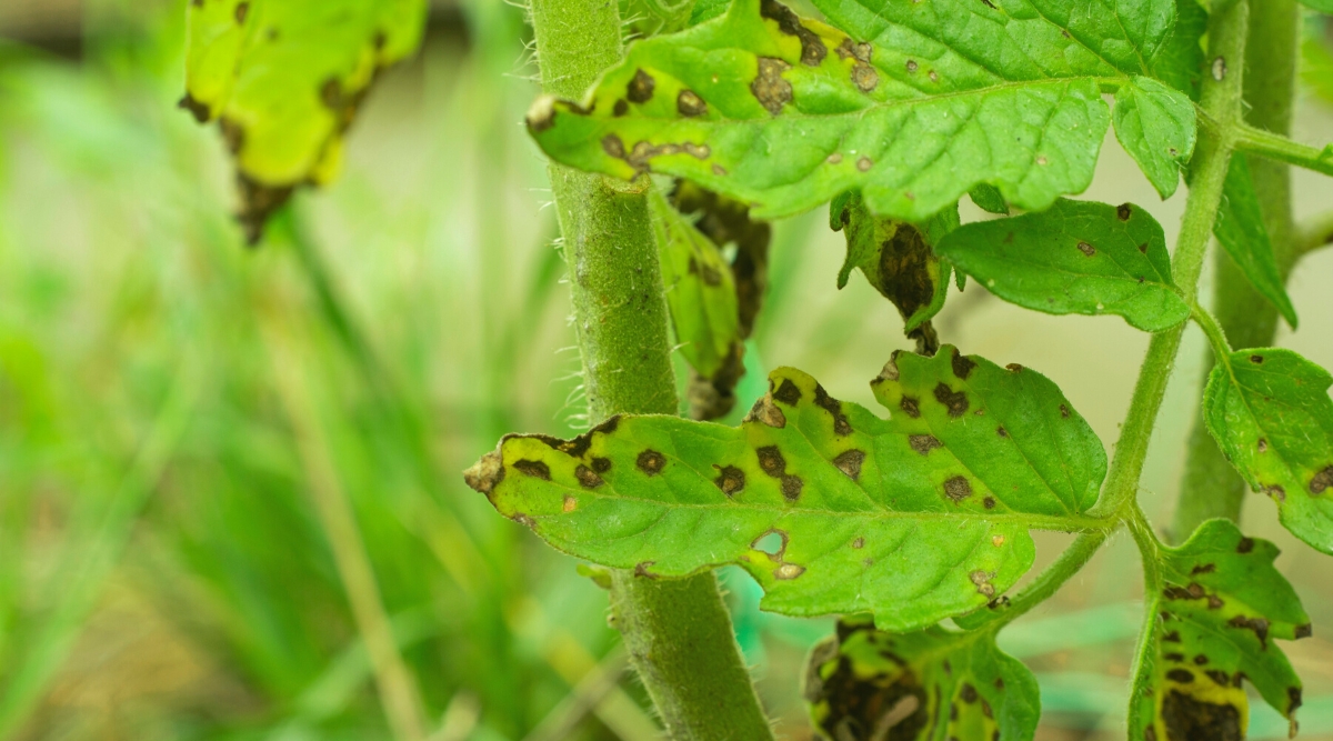 Close-up of tomato leaves affected by Septoria Leaf Spot. The plant has upright hairy stems with compound leaves. The leaves consist of bright green oval leaflets with slightly serrated edges. The leaves are covered with small round yellowish-brown spots with dark concentric rings or edges.