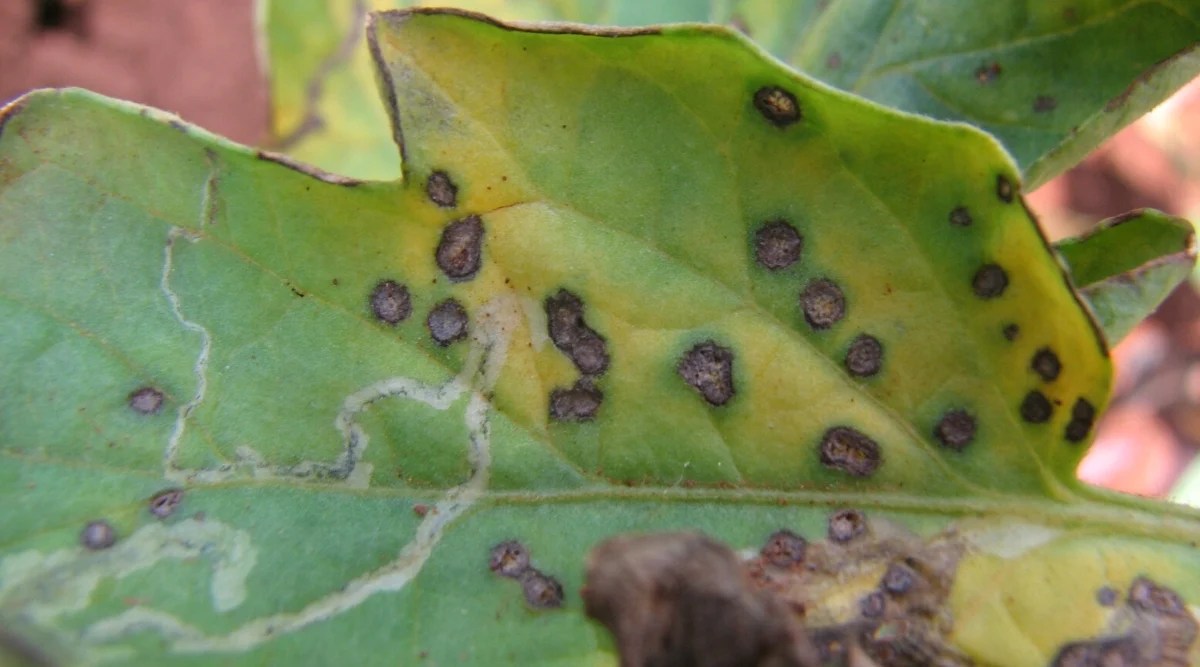 Close-up of a fox tomato infested with Septoria Leaf Spot. The leaf is oval, with deeply serrated margins. It is pale green in color with yellowish spots. Many irregular small brown-black spots are on the surface of the leaf.