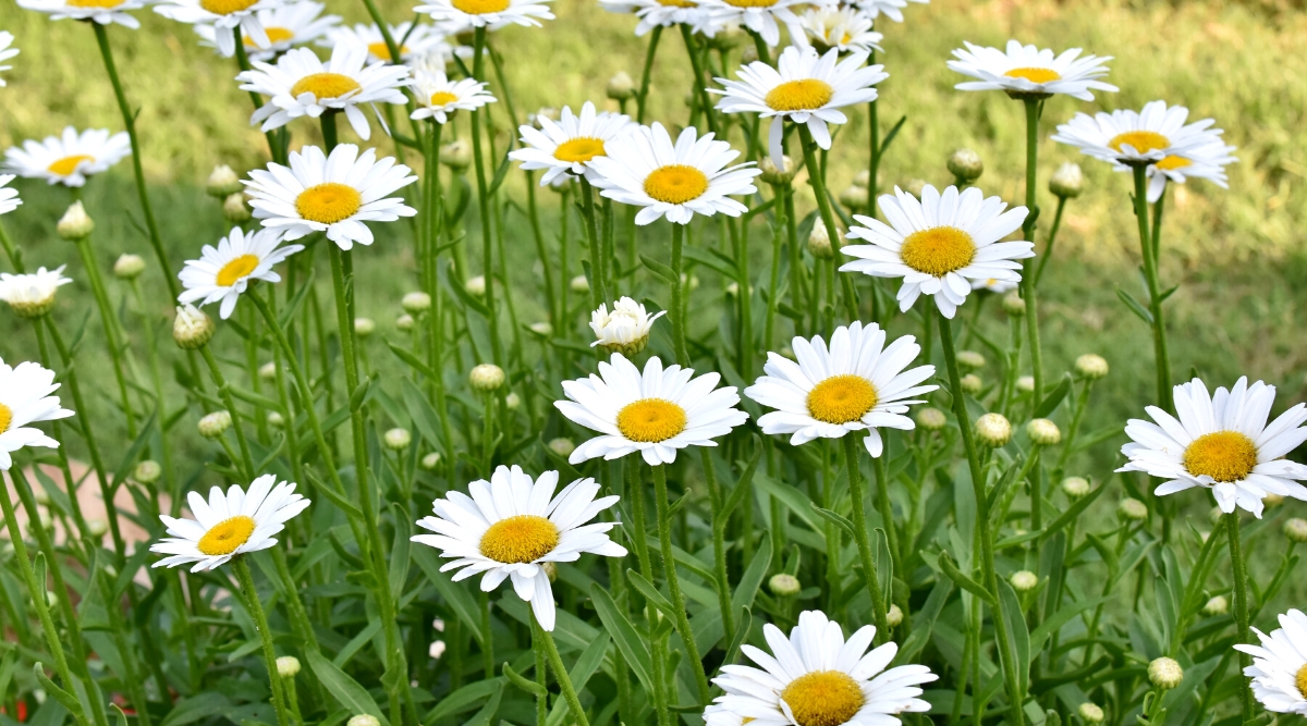 Close-up of flowering Shasta Daisy plants, scientifically known as Leucanthemum x superbum, in a sunny garden. It features a clump-forming growth habit, with sturdy stems rising above a basal rosette of dark green foliage. The leaves are lanceolate or oblong, with serrated or serrated edges. They have a rich green color and a slightly rough texture. The plant forms large single flowers on long erect stems. The flowers have a classic daisy shape with a prominent yellow disc in the center surrounded by overlapping white petals.
