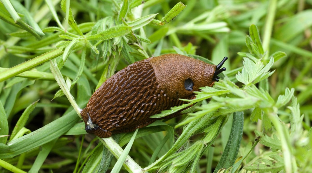 Close-up of a slug among green foliage. Slugs are slimy, soft-bodied creatures. It has a distinct elongated cylindrical shape. Its body is covered in wet mucus. The body is brown, segmented.