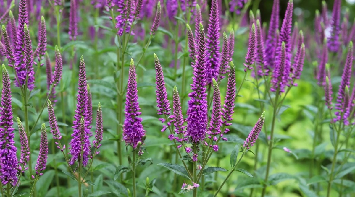 Close-up of flowering Spike Speedwell plants, scientifically known as Veronica spicata, in a garden. It features a clump-forming growth habit, with upright stems that rise from a basal rosette of foliage. The leaves are lanceolate or linear in shape and bright green in color. They are opposite along the stems and have a smooth texture. The plant produces tall erect spikes adorned with numerous small tubular flowers. The flowers are a stunning shade of deep purple.