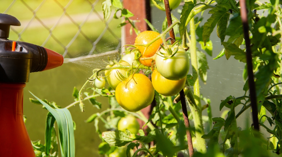 Close-up of spraying a tomato plant from a red and black sprayer. The plant produces complex light green leaves and large, round fruits that are green and yellowish in color. The fruits are firm, juicy, with a shiny thin skin.