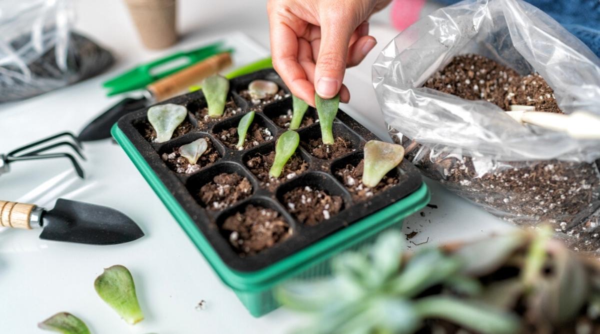 Propagation of a succulent plant with single leaves in starter trays with a soil mixture. The leaves are juicy, elongated, oval, blue-green. On the table there are also garden tools (shovel and rake), a bag of soil mixture.