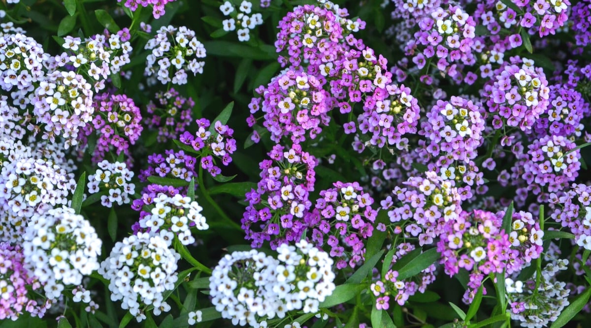 Top view, close-up of a flowering Sweet Alyssum plant, scientifically known as Lobularia maritima, in a garden. It features a low-growing and spreading growth habit, forming a carpet-like mat of foliage and flowers. The leaves of sweet alyssum are small, oval-shaped, light green in color. They are arranged alternately along the stems and have a smooth texture. The plant produces many small flowers that are white, lavender and purple. The flowers have a four-petal structure and a delicate star-like appearance.