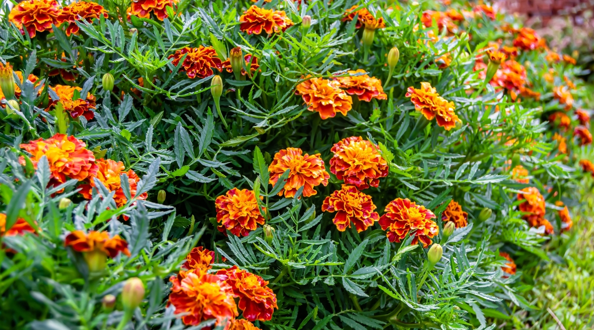 Close-up of blooming marigolds in the garden. The leaves of marigolds are medium green and have a feathery or fern-like texture. They are arranged alternately along the stems and have a deeply dissected shape. Marigold flowers consist of several layers of petals. The petals are rounded, corrugated, bright red with an orange border.