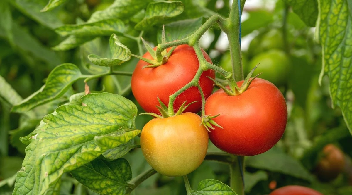 Close-up of ripe fruits among green leaves. Tomato plants have medium-sized to large leaves that are bright green and slightly fuzzy in texture. The plant produces round, juicy fruits with glossy red and orange skins.