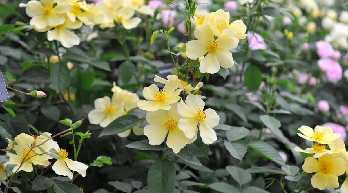 Close-up of a lush ‘Tottering By Gently’ rose bush in bloom in the garden. This variety of rose is characterized by dense growth, creating a dense and lush bush. The foliage of the plant consists of bright green oval-shaped leaves with serrated edges. ‘Tottering By Gently’ produces delightful clusters of flowers. The blooms are reminiscent of buttercups, with single-petaled, open flowers in a whimsical spray arrangement. The petals are exquisite and have a soft and delicate appearance, with a beautiful combination of yellow and white.
