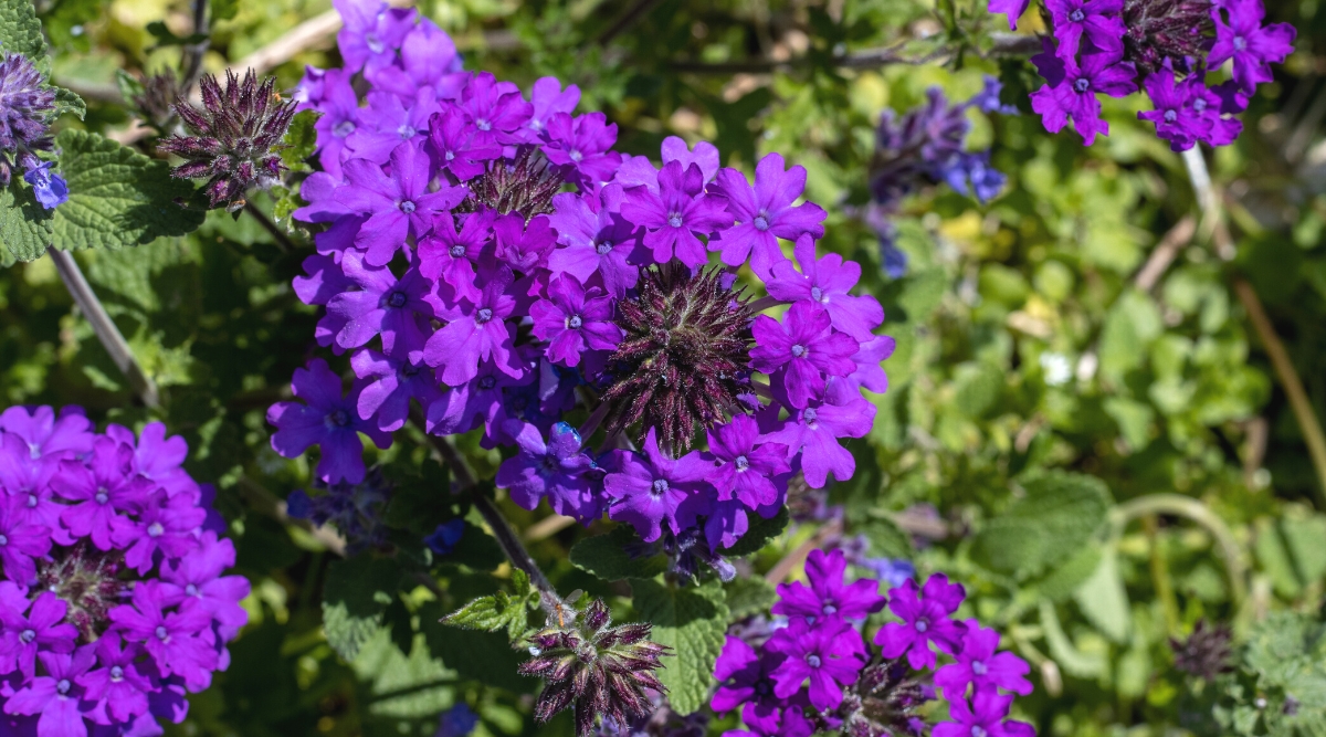 Close-up of Trailing Verbena blooming in the garden. It has long hanging stems covered with lush medium green leaves. The leaves are small and serrated. The plant produces clusters of small funnel-shaped flowers that bloom profusely along trailing stems. Flowers are deep purple.