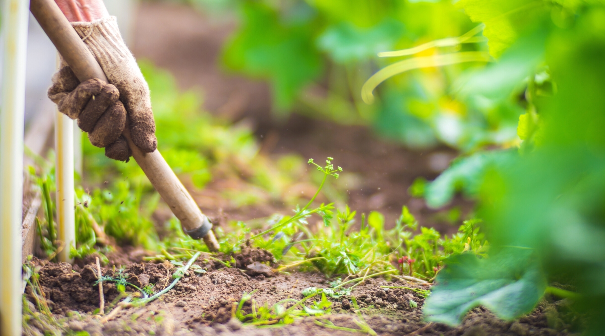Close-up of a gardener&rsquo;s hand with a special gardening tool pulling out weeds in a garden. The gardener&rsquo;s hand is dressed in a dirty white glove. The garden tool is stuck into the soil and has an oblong wooden handle.