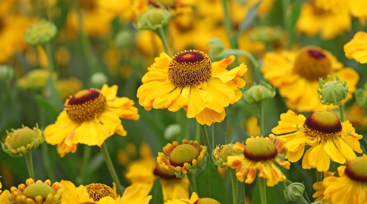 Close-up of blooming Sneezeweed, also known as Helenium, in the garden. The plant has vertical thin green stems covered with green lanceolate leaves. The flowers are medium in size, composed of prominent, bulging centers surrounded by bright yellow ray-shaped petals with slightly wavy edges.