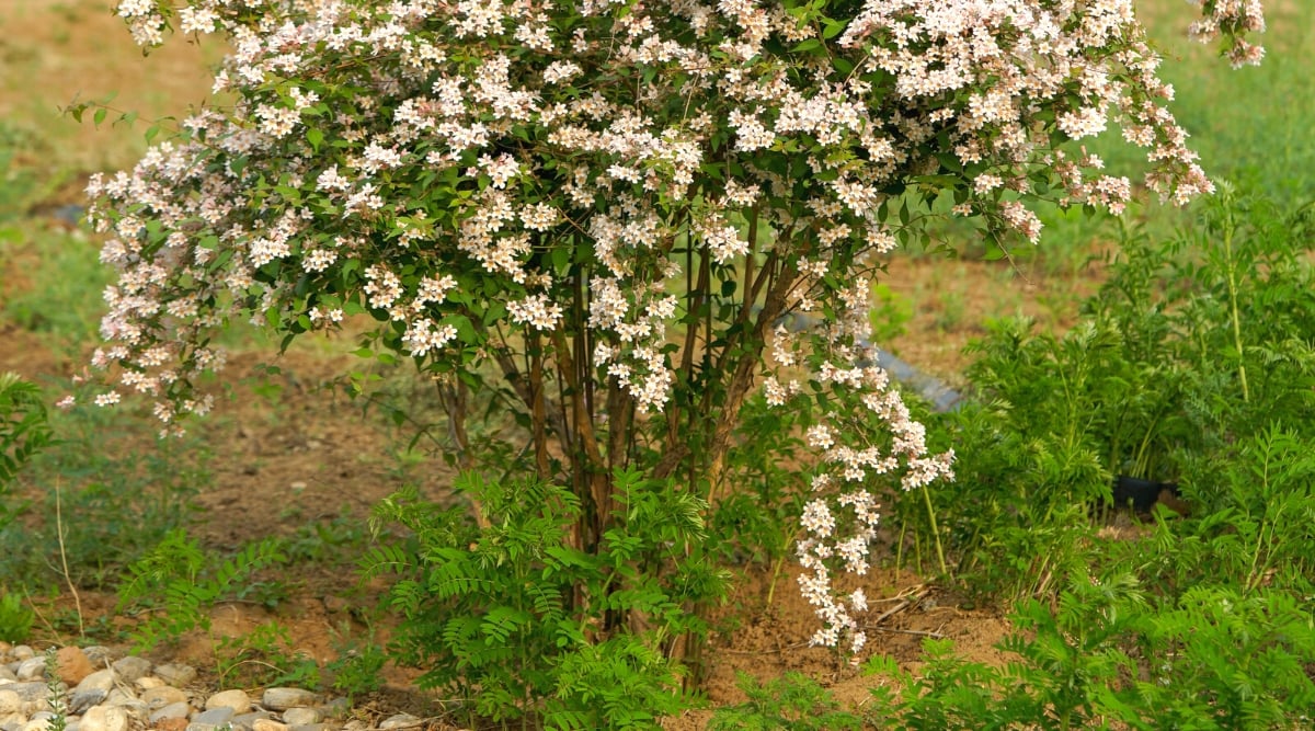 Close-up of a young Linnaea amabilis bush in a garden. The bush has upright woody branches covered with dark green foliage and clusters of small flowers. The leaves are oval, pointed. The flowers are small, bell-shaped, white-pink hues with orange veins in the centers.
