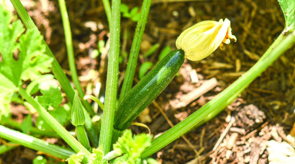 Close-up of a growing zucchini plant in a sunny garden. The plant has thick light green stems covered with fine hairs, strongly lobed wide leaves with serrated edges, bright green in color. The fruit is young, oblong in shape, with a shiny smooth dark green skin.