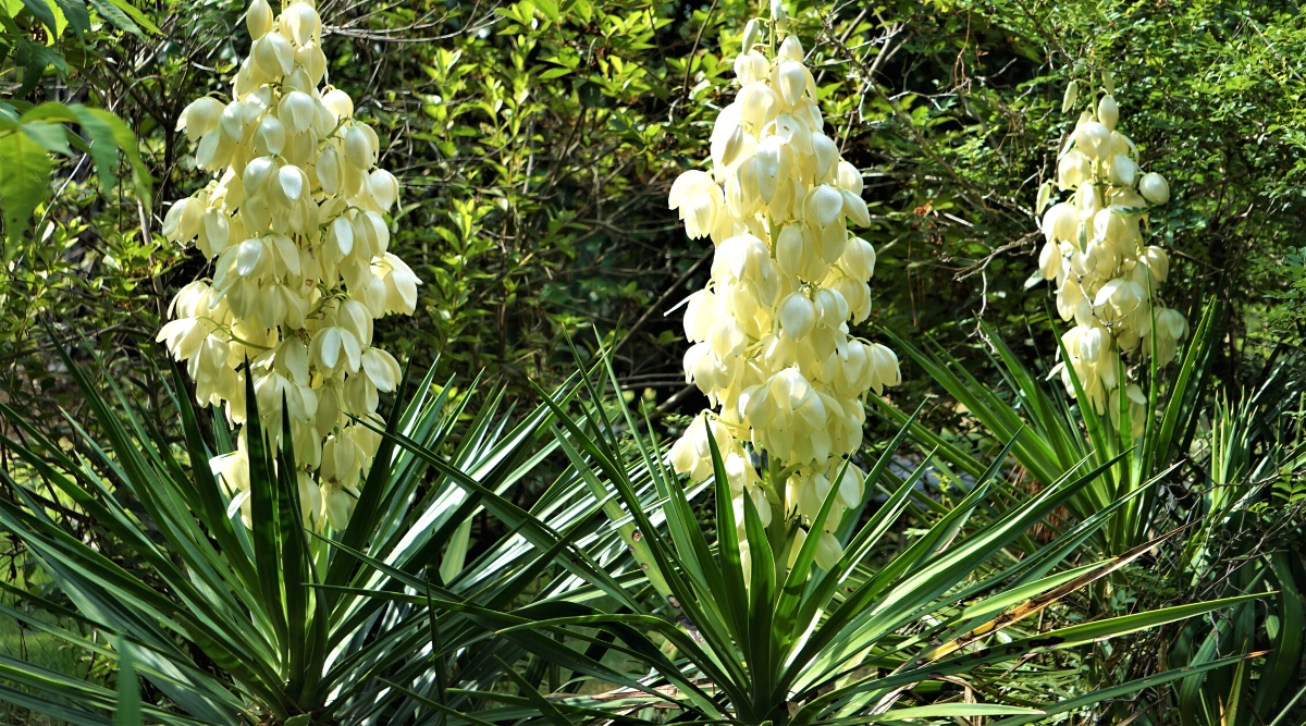 Close-up of an Adam’s Needle, also known as Yucca filamentosa, flowering plant in a sunny garden. This is an evergreen plant that forms a lush rosette of pointed xiphoid leaves. The leaves are dark green. The plant produces tall flower stalks that emerge from the center of the rosette. The flowers are white, bell-shaped, drooping, hanging down from the stems.