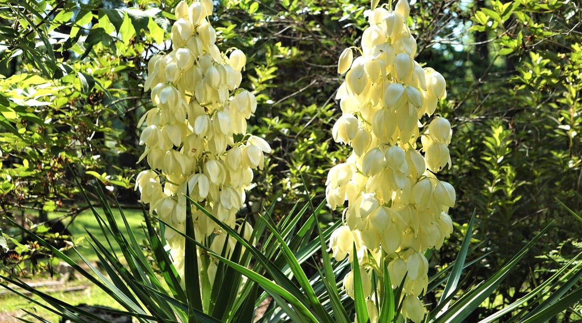 Close-up of Adam’s Needles flowering plants in a sunny garden. The plant has large lush rosettes of sword-shaped leaves of dark green color with pointed tips. Adam’s Needles produce tall spikes with large creamy white bell-shaped flowers.