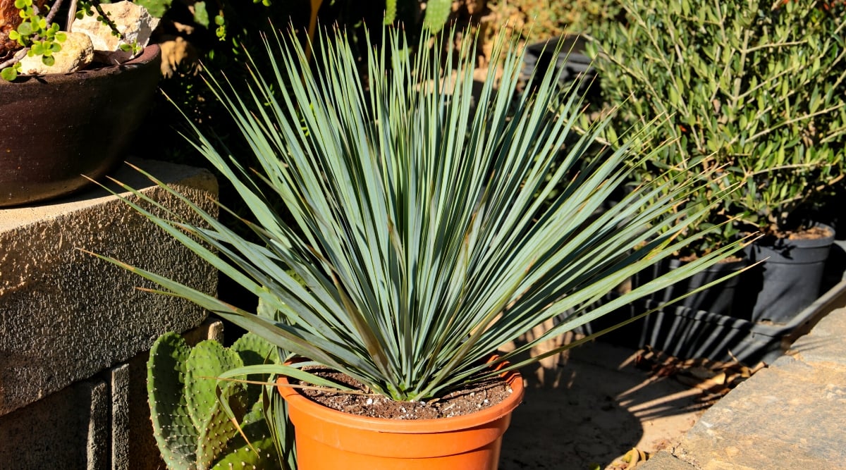 Close-up of an Adam’s Needle plant in a large plastic pot in a sunny garden. The plant produces a rosette of long sword-shaped blue-green leaves with pointed tips.