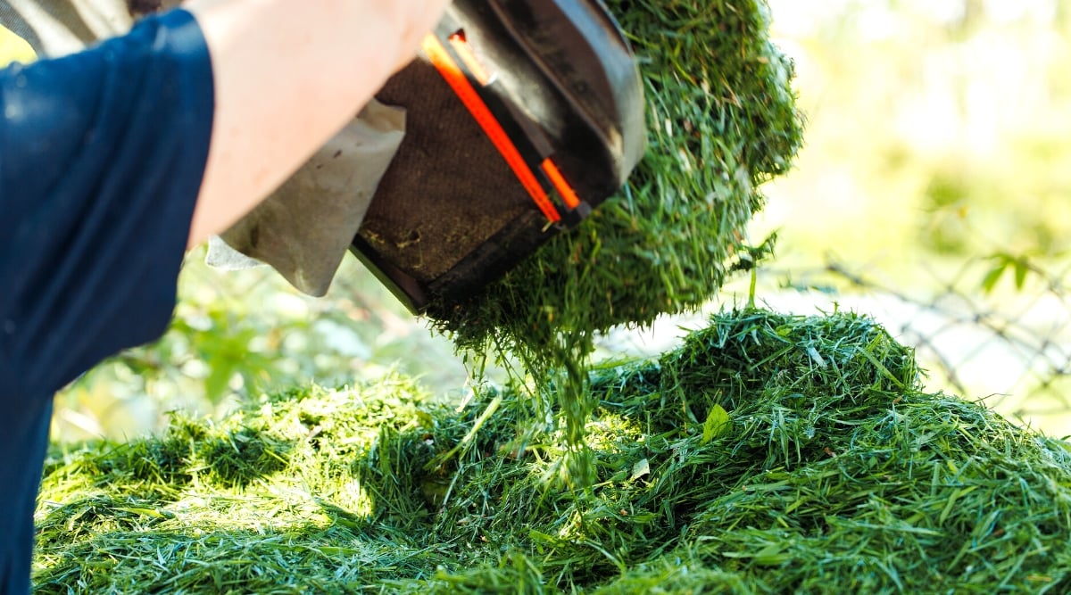 Close-up of a gardener pouring leftover grass clippings into a compost pile, in a sunny garden. The gardener is in a blue T-shirt, pouring greens from a black waste container from a lawn mower.