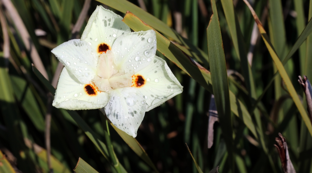 Close-up of a blooming Dietes bicolor flower covered with water drops against a background of green foliage. The plant produces tufts of elegant and strong erect green leaves that grow in a fan shape. The flower is large, consists of three white outer petals with dark orange spots and white inner petals.