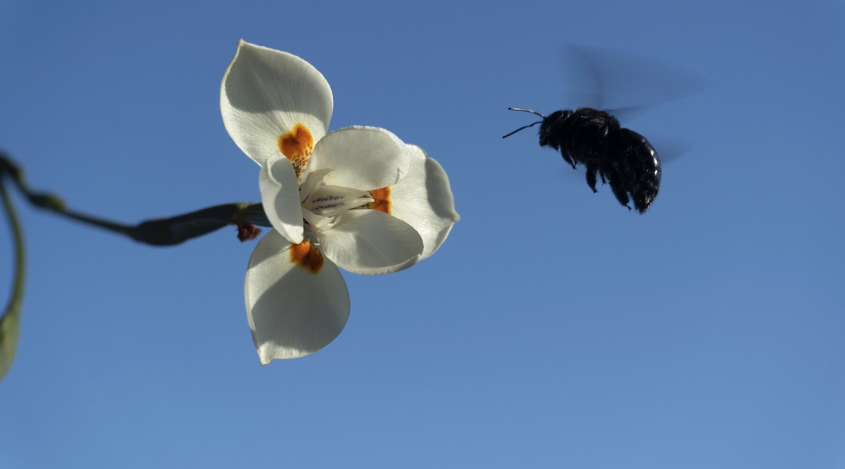 Close-up of a Black Bee hovering next to an Iris flower against a blue sky. The iris flower is medium in size, composed of white petals with orange markings and freckles on the outer petals. The Black Bee is a large flying insect with a black body.