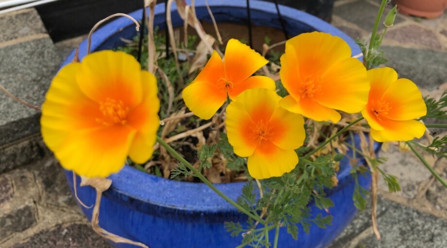 How to Plant, Grow and Care For California Poppies