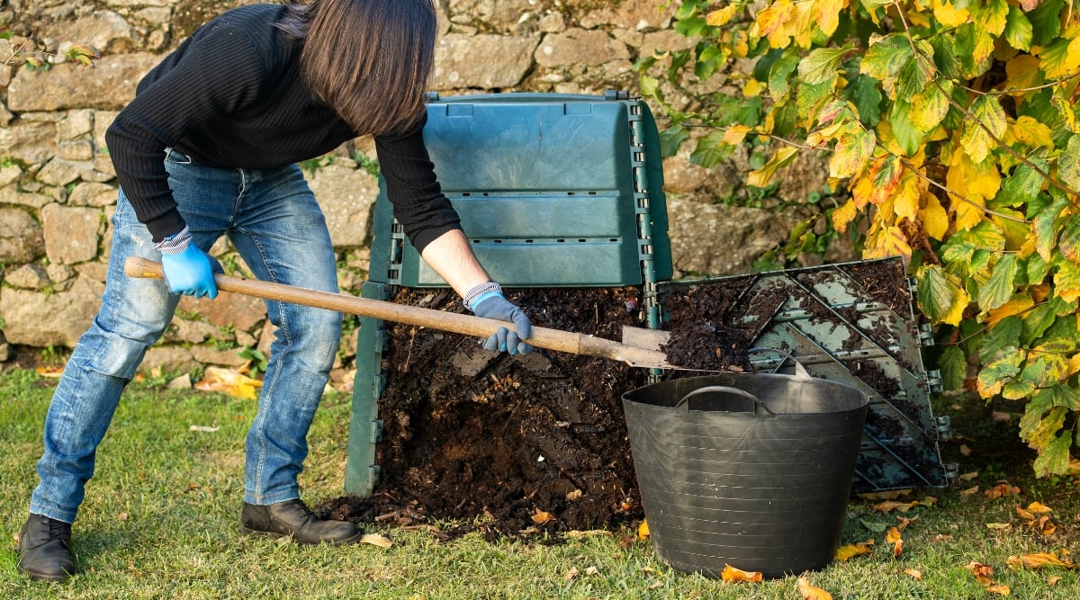 A man digs and pours ready-made compost from a compost bin into a black rubber bucket with a large garden shovel, outdoors. The compost bin is tall, plastic, dark green in color and completely filled with organic compost. The gardener is dressed in blue jeans and a black sweater.
