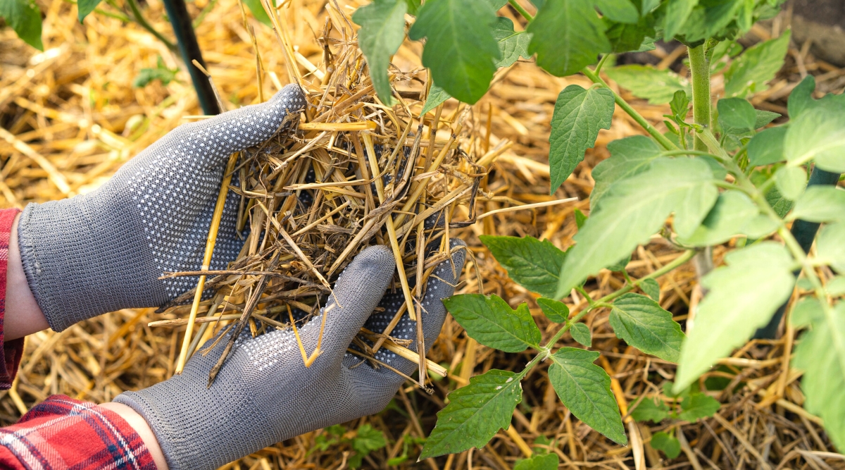 Mulching a tomato plant in the garden. Close-up of a gardener&rsquo;s hands in gray gloves adding a layer of straw mulch to a tomato bed. The plant produces upright, slightly hairy stems with compound, light green leaves. The leaves consist of oval leaflets with serrated edges.