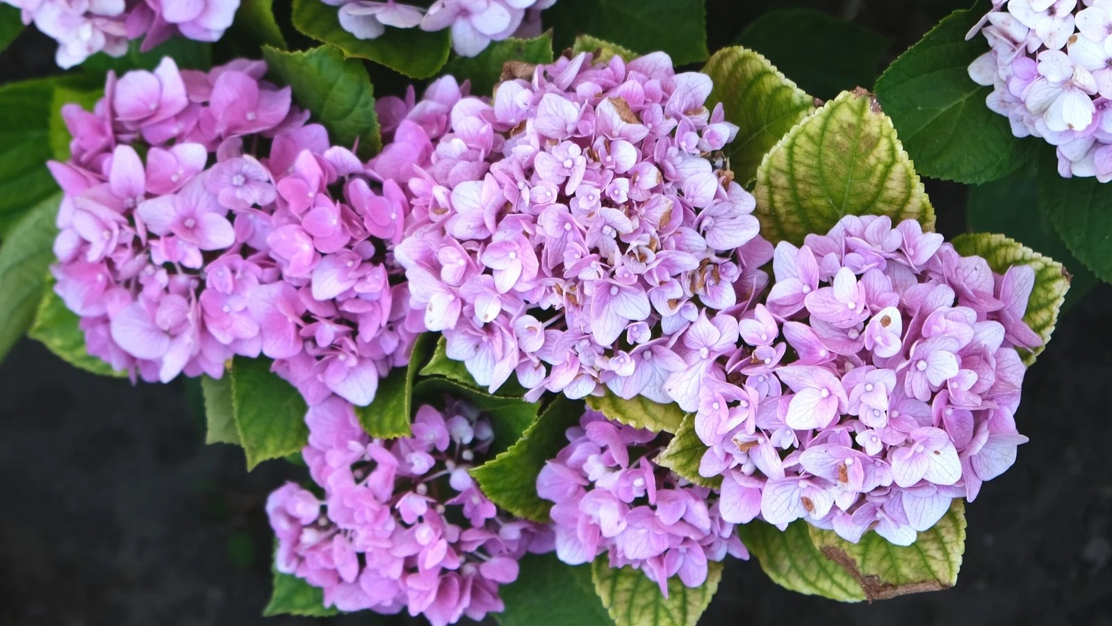 7 Signs of an Overwatered Hydrangea