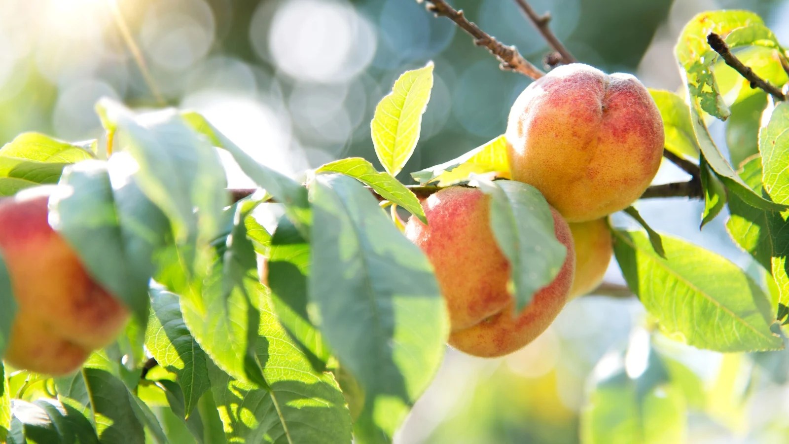 Peach Tree Growth Stages How Fast Do Peach Trees Grow?