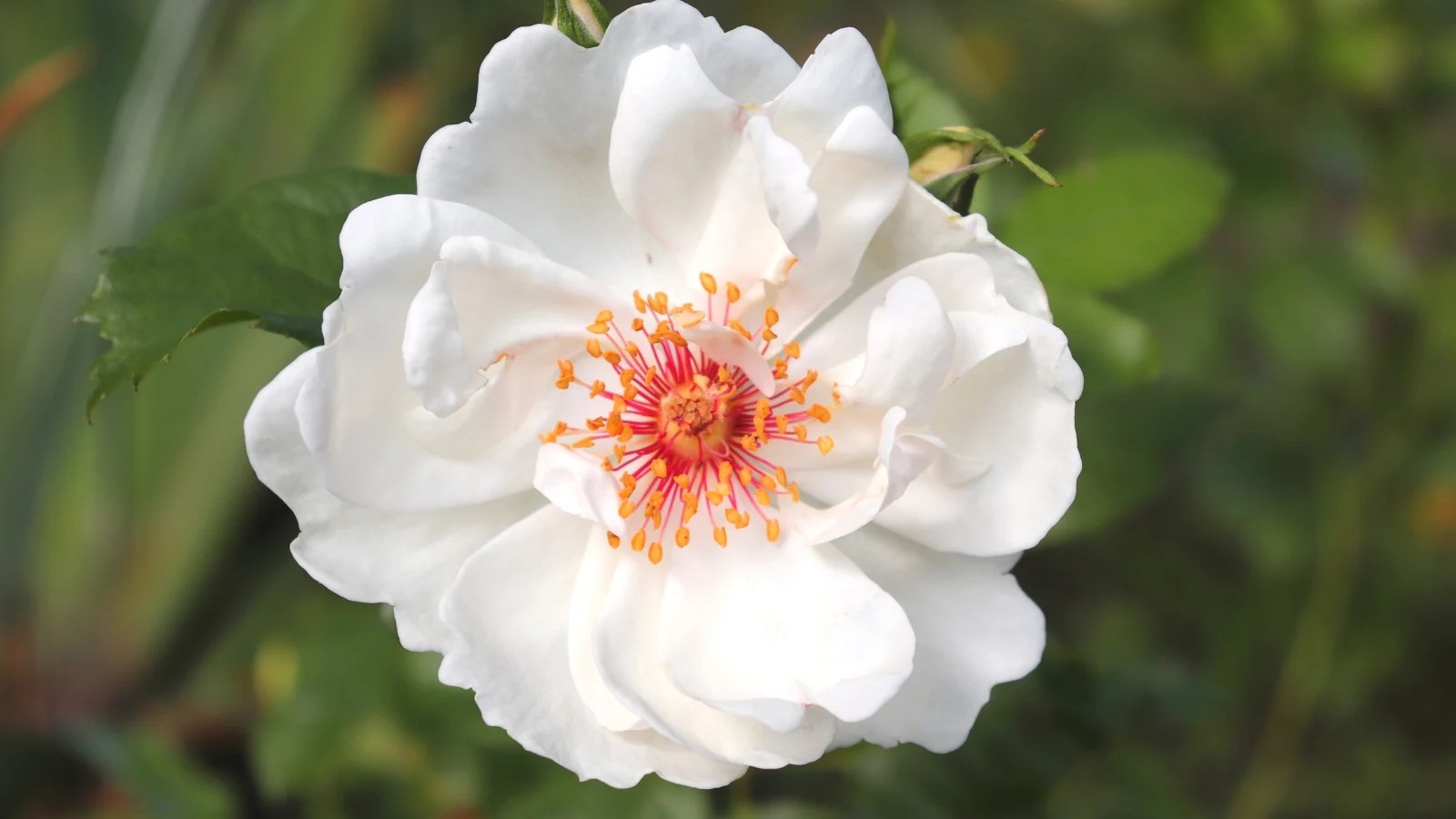 21 Pollinator Friendly Roses to Grow This Season