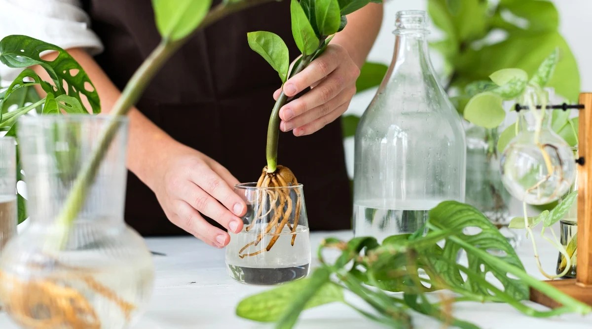 Close-up of ZZ plant propagation in the kitchen. ZZ plan has thick green and oval waxy dark green leaves. The plant has a bulb and light brown roots. Also on the table, there are a glass water bottle and other monstera and pathos cuttings.