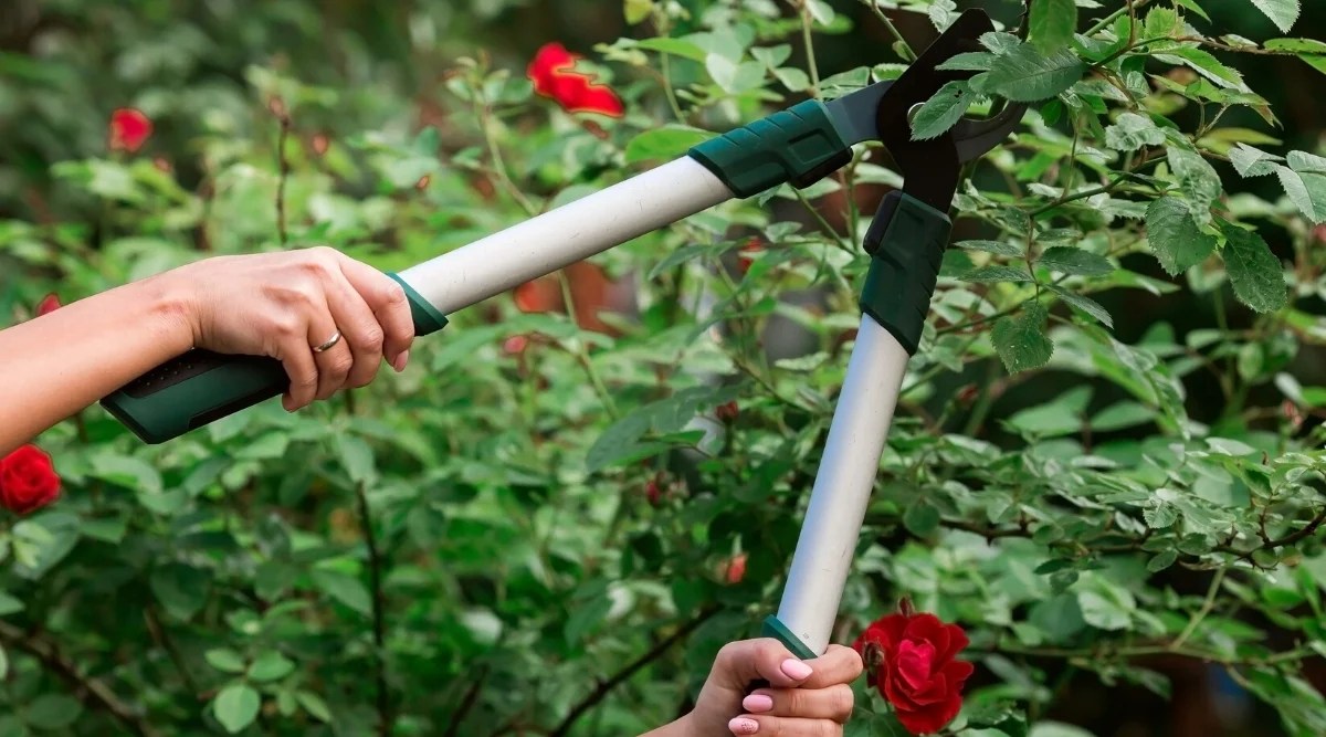 Pruning rose bushes in the garden. Close-up of a woman’s hands with a Bypass Lopper cutting the stems of roses. The rose bush has lush complex foliage, which consists of oval leaflets of dark green color with serrated edges. Rose flowers are large, double, cup-shaped, consist of rounded wavy petals of bright red color, arranged in several layers.