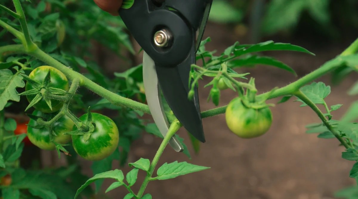Pruning tomatoes in the garden. Close-up of black pruners with green handles of a cutting plant. The plant has thin pale green stems covered with fine hairs. The plant has complex pinnate leaves, which consist of oval green leaflets with serrated edges. The fruits are small, rounded, with a shiny smooth green skin.