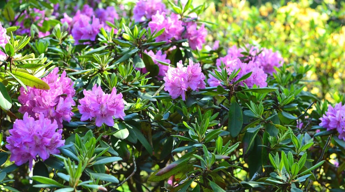 A close-up of a lush and profusely flowering Azalea bush in a sunny garden. It is a shrub with upright branches, covered with large, oblong, elliptical leaves, dark green in color with a waxy texture. The plant produces large, rounded clusters of light purple funnel-shaped flowers. Long purple stamens protrude from the centers of the flowers.