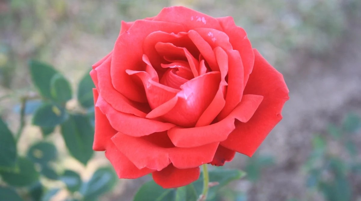 Close-up of a ‘Fragrant Cloud’ rose flower against a blurred background. The flower is large and consists of many layers of double petals in a stunning coral red color. The petals are large, with a velvety texture, and with slightly recurved edges.