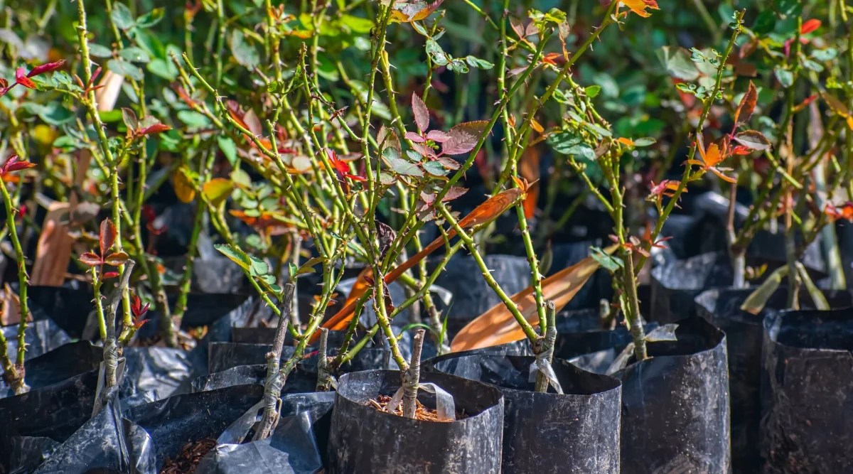 Close-up of many young rose seedlings in a sunny garden centre, for sale. The seedlings are planted in black planting bags with potting mix. The seedlings have upright woody stems from which grow green stems covered with small thorns and compound leaves. The leaves consist of green and purple oval leaflets with serrated edges.