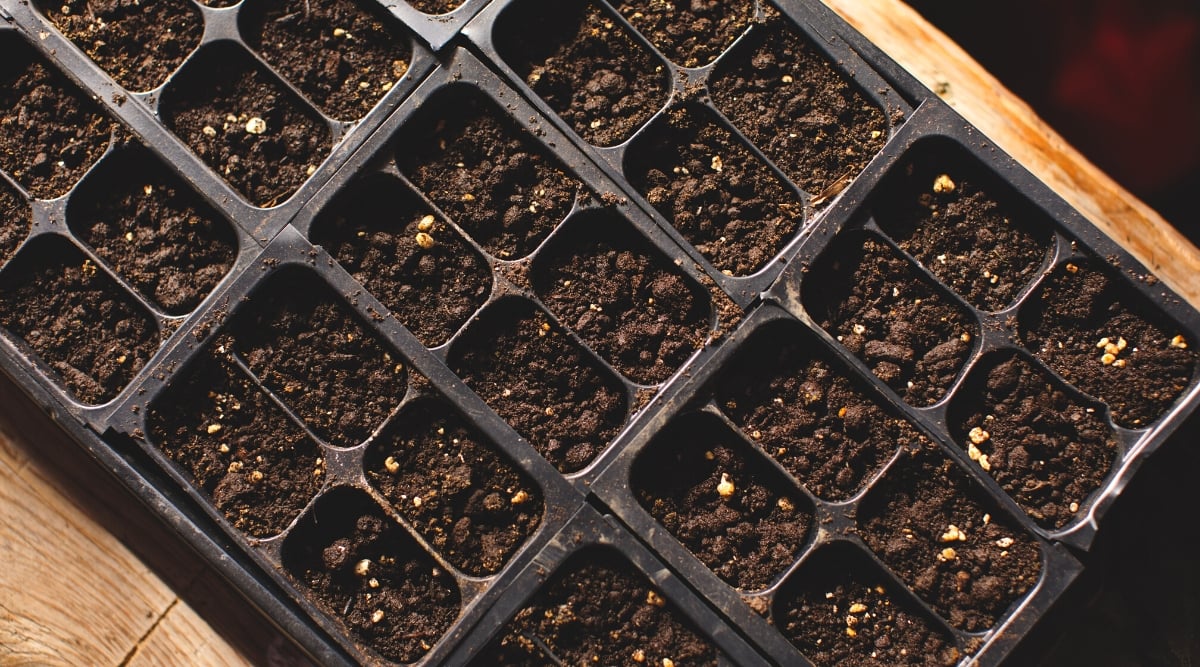 Top view, close-up of starter seed trays filled with soil. Trays are plastic, black, with square deep cells filled with soil mixture.