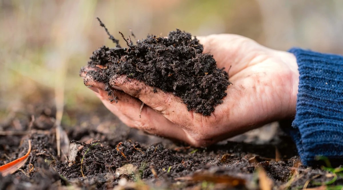 Close-up of a man’s hand holding a pile of soil in his hand above the ground in a garden. The gardener is wearing a long-sleeved blue sweater. The soil is loose, moist, dark brown.