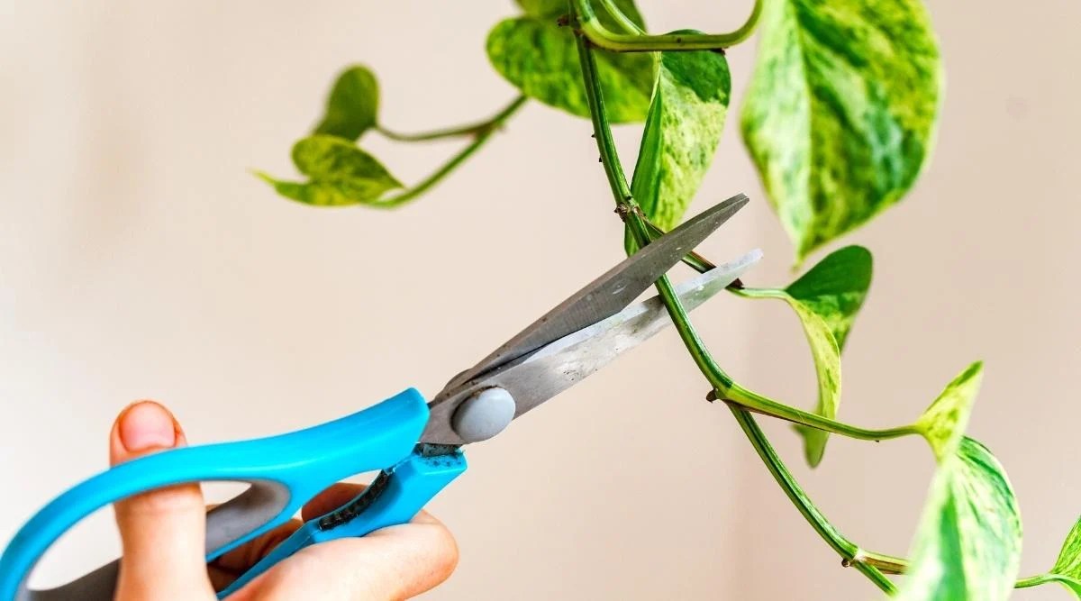Close-up of a woman’s hand with blue scissors about to take a cutting from a pothos plant. The plant has a long curly stem with heart-shaped leaves with smooth edges and a shiny texture. The leaves are variegated, dark green with yellowish-cream markings.