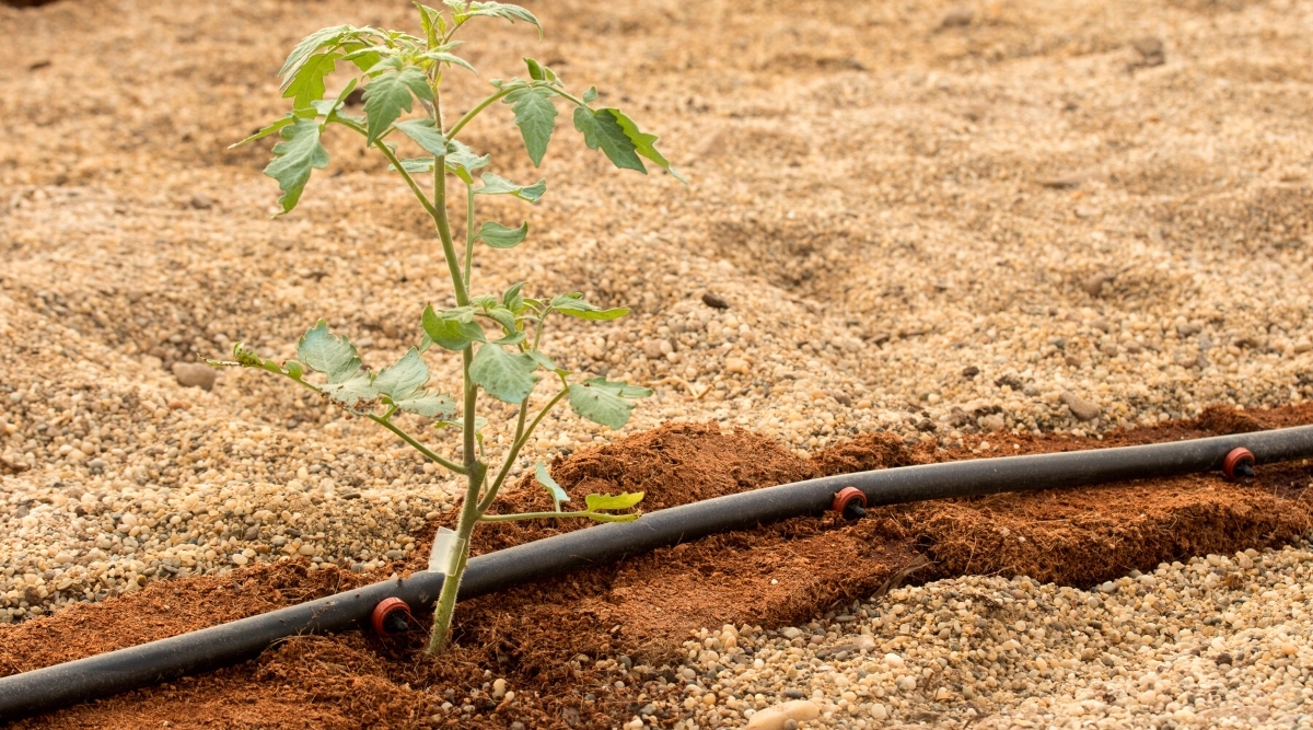 Close-up of a seedling of a grafted tomato plant in a garden. The seedling has an upright pale green stem with large compound leaves that consist of oval green leaflets with serrated edges. A drip irrigation system has been laid on the soil.