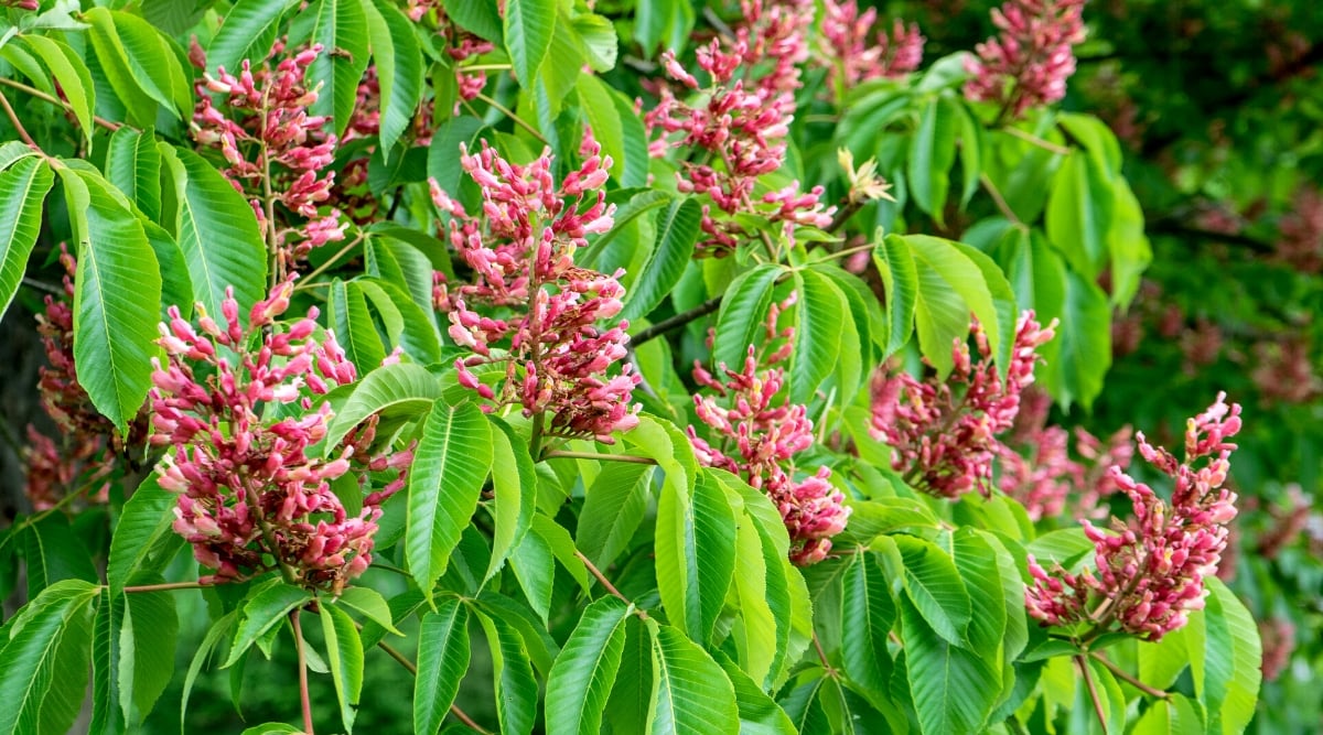 Close-up of the branches of a Red Buckeye tree in the garden. It is a small tree with lush foliage. The leaves are composed of many elongated oval leaflets arranged in a palmate fashion, giving them a characteristic fan-shaped appearance. The tree produces showy clusters of vibrant red tubular flowers that attract hummingbirds and pollinators.