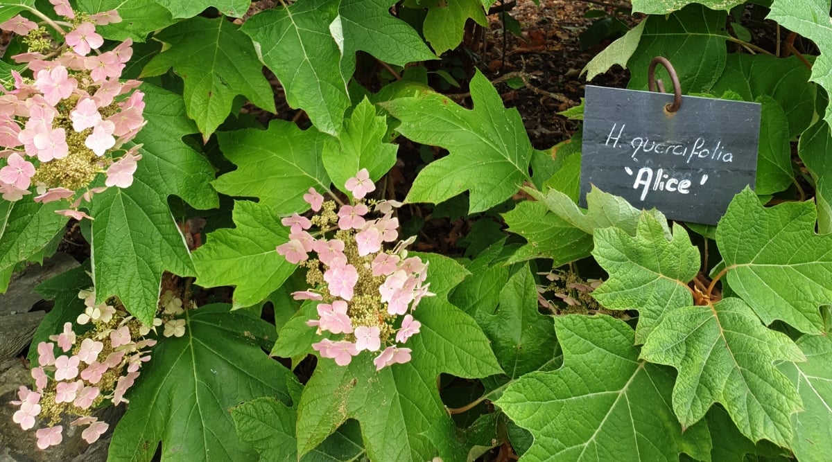 Close-up of a flowering Hydrangea ‘Alice’ bush with a black sign with ‘Hydrangea ‘Alice’ written in white. This oaky hydrangea is known for its elegant appearance. It has large, lobed, oak-like leaves that are dark green in color. ‘Alice’ produces panicles of white flowers that fade to soft pink as they mature. The flowers are cone-shaped.