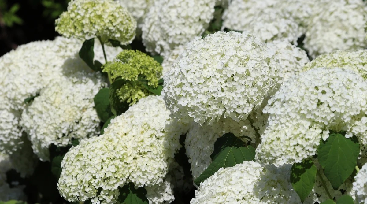Close-up of a flowering Hydrangea ‘Annabelle’ bush in a sunny garden. This particular cultivar is a smooth hydrangea (Hydrangea arborescens) and is recognized for its stunning, large white flower clusters. The plant has large, lush, dark green, egg-shaped foliage. Hydrangea produces large, spherical flower heads that can grow to the size of a basketball. These flowers start out as pristine white and gradually fade to a soft pale green as they mature.