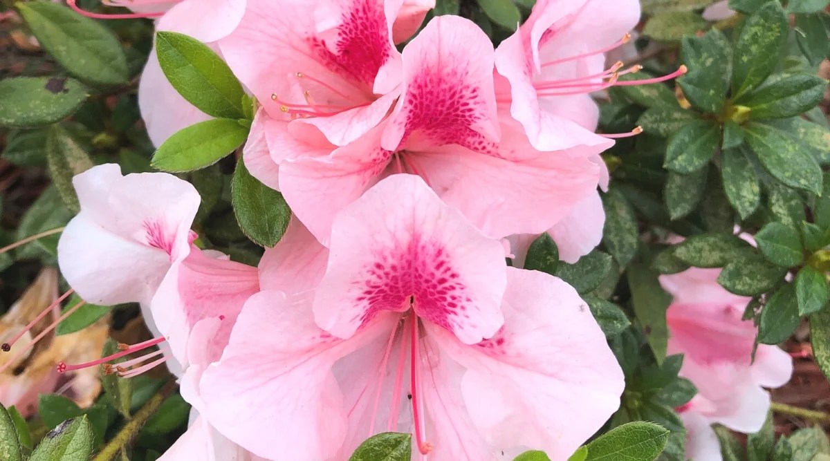 Close-up of a blooming ‘Autumn Chiffon’ azalea in a sunny garden. The plant produces large light pink tubular flowers with wavy edges. The upper petals have dark pink freckles.